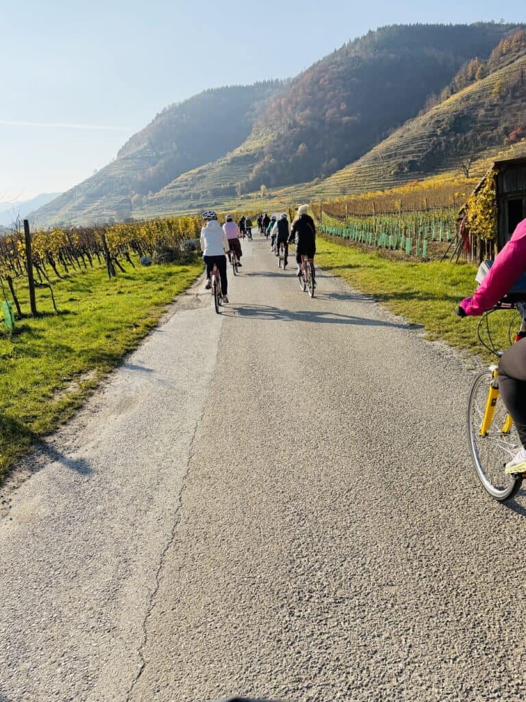 A point-of-view perspective of a group of travelers on a guided bicycle tour organized by Straight Away Travel. The cyclists are riding down a paved road lined with vibrant, golden-yellow vineyards under a bright, sunny sky. Large, rolling green and brown hills rise up in the background, creating a scenic landscape for the active outdoor excursion.